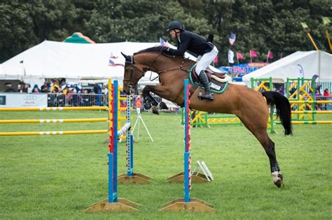 Best Horse Breeds for Jumping - Savvy Horsewoman