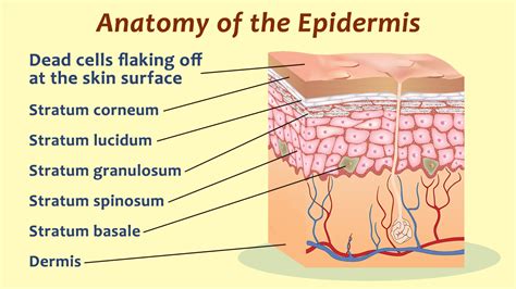 Lapisan epidermis pada kulit yang mudah mengelupas adalah