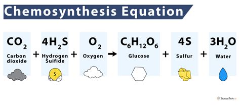 Chemosynthesis – Definition, Process, Equation, and Examples