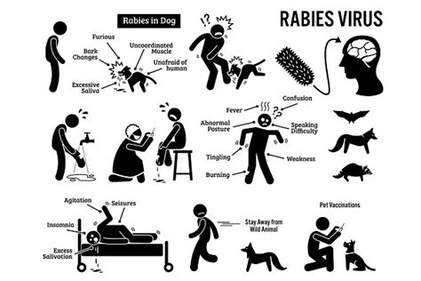 Rabies Virus Human Animal Symptoms | Pre-Designed Illustrator Graphics ...