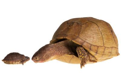 Adwaita Tortoise Carbon Dating – Telegraph