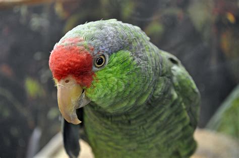 A Guide to The Feral Parrots of the US