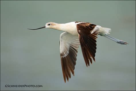 American Avocet in flight