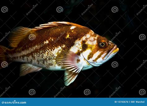 Rock Fish stock photo. Image of rock, salt, wildlife - 13742676