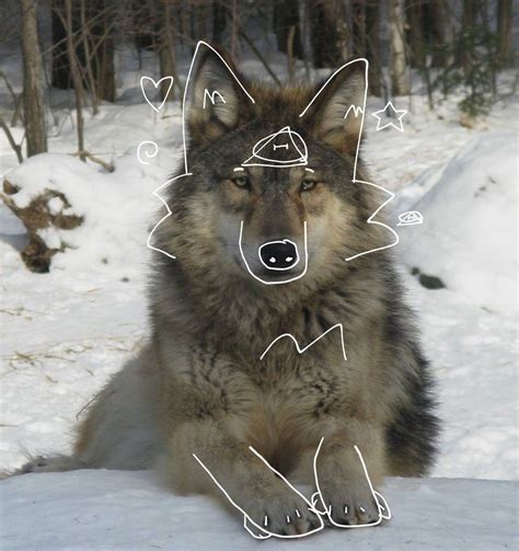 Gray wolf therian pfp