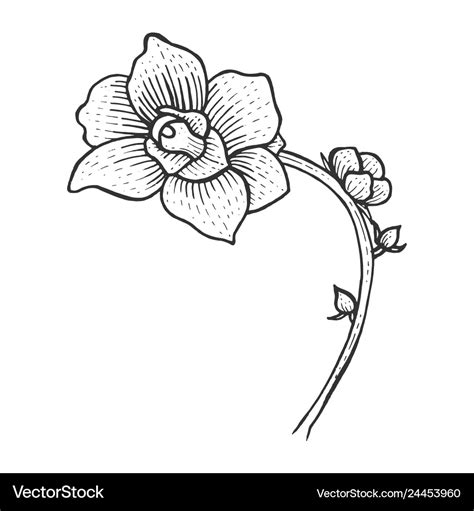 Orchid flower sketch engraving Royalty Free Vector Image