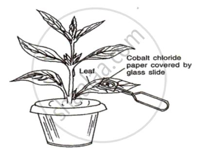 Describe an Experiment to Prove that Transpiration Occurs More from the ...