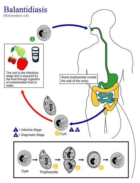 Public Domain Picture | This illustration depicts the life cycle of ...