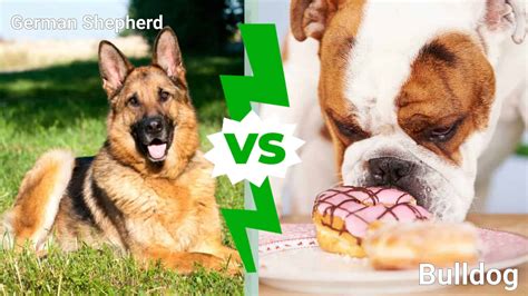 German Shepherd vs. Bulldog: 7 Key Differences Explained - A-Z Animals