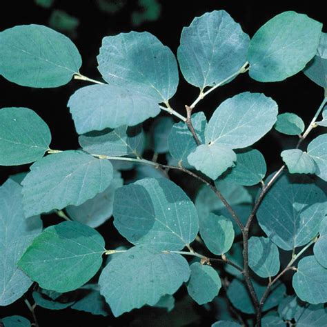 Fothergilla 'Blue Shadow' | Walled Garden Plant Palette | Pinterest