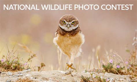 Photo Contest | National Wildlife Federation