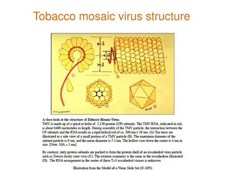 PPT - Tobacco mosaic virus PowerPoint Presentation, free download - ID ...