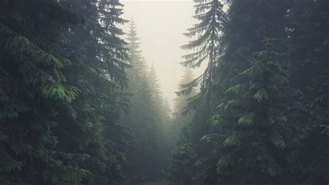 Wallpaper : 3840x2160 px, forest, mist, pine trees, Slovakia, Tatra ...