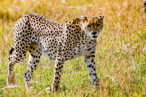 Cheetah Reintroduction in India: A Detailed Explanation - Big Cats ...