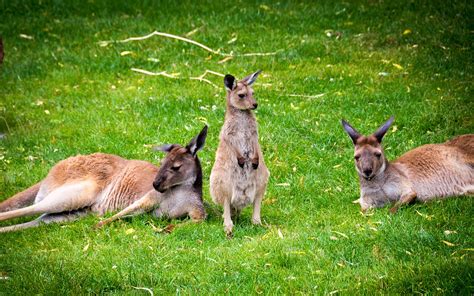 kangaroo, Marsupial Wallpapers HD / Desktop and Mobile Backgrounds