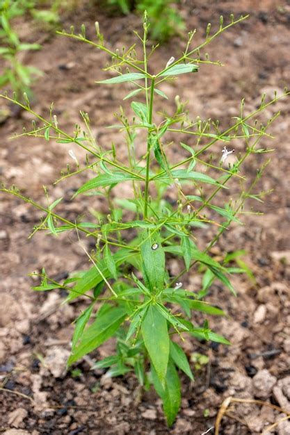 Premium Photo | Andrographis paniculata the local Asia Herb plant for ...