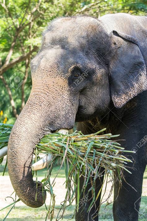 Images Of Elephants Eating