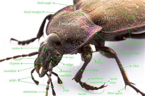 beetle anatomy - Google Search | Beetle, Segmentation