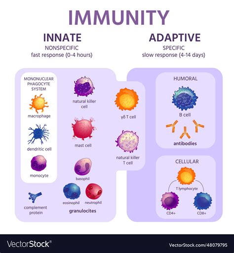 Innate and adaptive immune system immunology Vector Image