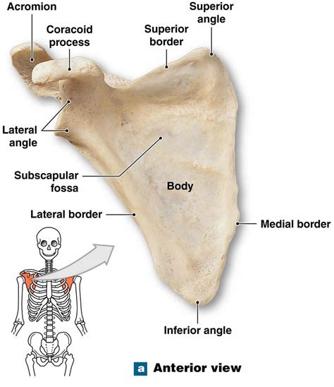 Scapula fracture causes, symptoms, diagnosis, treatment & prognosis