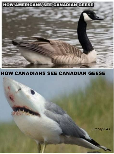 You ever met a Real Canadian Geese ? : r/memes