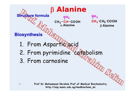 03 alanine metabolism