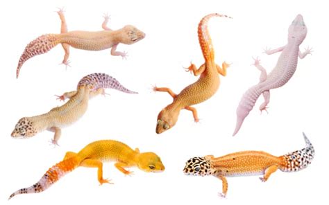 20+ Leopard Gecko Morphs - Rare & Popular Types - Reptile Jam