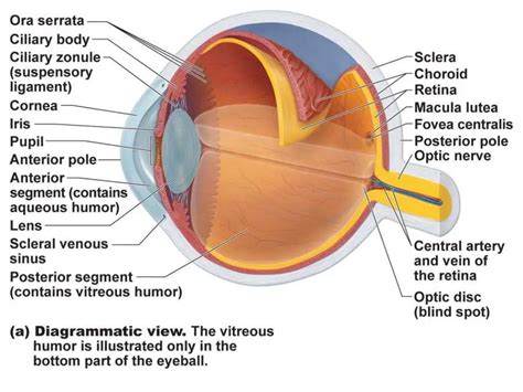 Eye diagram labeled