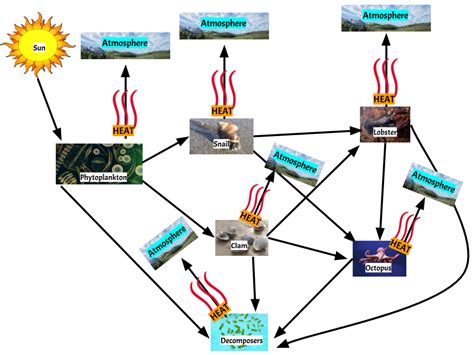 Food Webs & Energy Flow Diagram | Quizlet