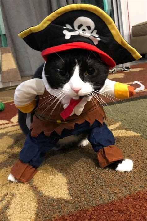 Cat In A Pirate Costume Funny Pirate Cat Halloween Costume Pose. - Cute ...