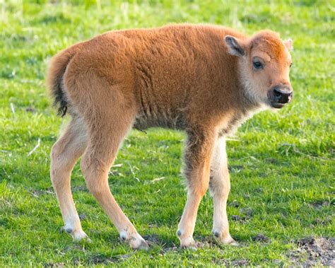 First baby bison of the year born at Fermilab