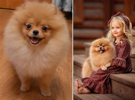 Types of Pomeranians: Dog Breed Information - HubPages