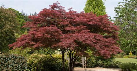 How to Grow and Care for Japanese Maple Trees