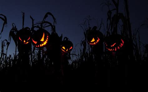 Spooky Halloween HD Wallpaper: Haunted Pumpkins in the Cornfield