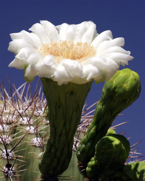 Saguaro Flower Portrait Photograph by Douglas Taylor - Fine Art America