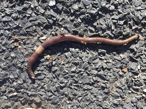 Invasive jumping worms are spreading across Connecticut