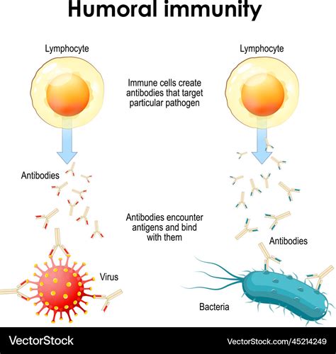 Humoral immunity bacteria virus lymphocyte Vector Image