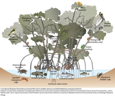 Mangrove Tree Diagram