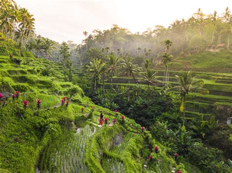 Tegalalang Rice Terrace in Ubud- A Guide to Bali's Most Beautiful Rice ...