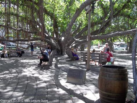 The Lahaina Banyan Tree