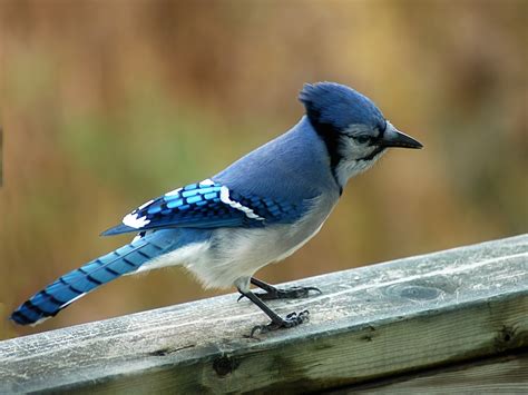 blue-jay-facts2 - Birds Flight