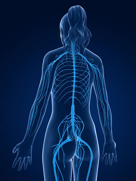 Percutaneous Tibial Nerve Stimulation - PTNS - Overactive Bladder ...