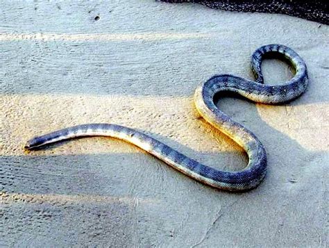 Beaked Sea Snake – "OCEAN TREASURES" Memorial Library