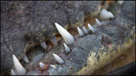 Krokodil teeth by Relderson on DeviantArt