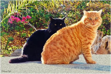 Ginger cat and black cat | Shutterbug