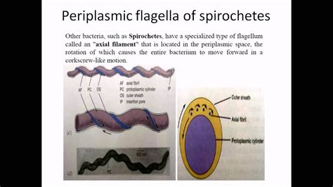 Periplasmic flagella - YouTube