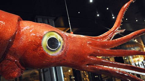 Giant Squid, Giant Eyes ... But Relatively Small Optic Lobe | HowStuffWorks