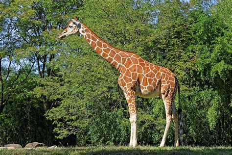 Giraffe in Natural Habitat Photograph by Delmas Lehman - Pixels