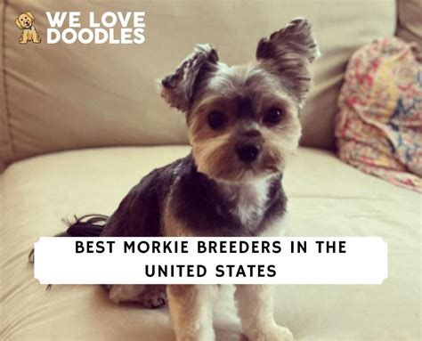 9 Best Morkie Breeders in the United States! (2023) - We Love Doodles