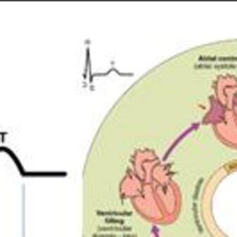 Cardiac Cycle, Phases of Cardiac Cycle, & ECG | Download Scientific Diagram